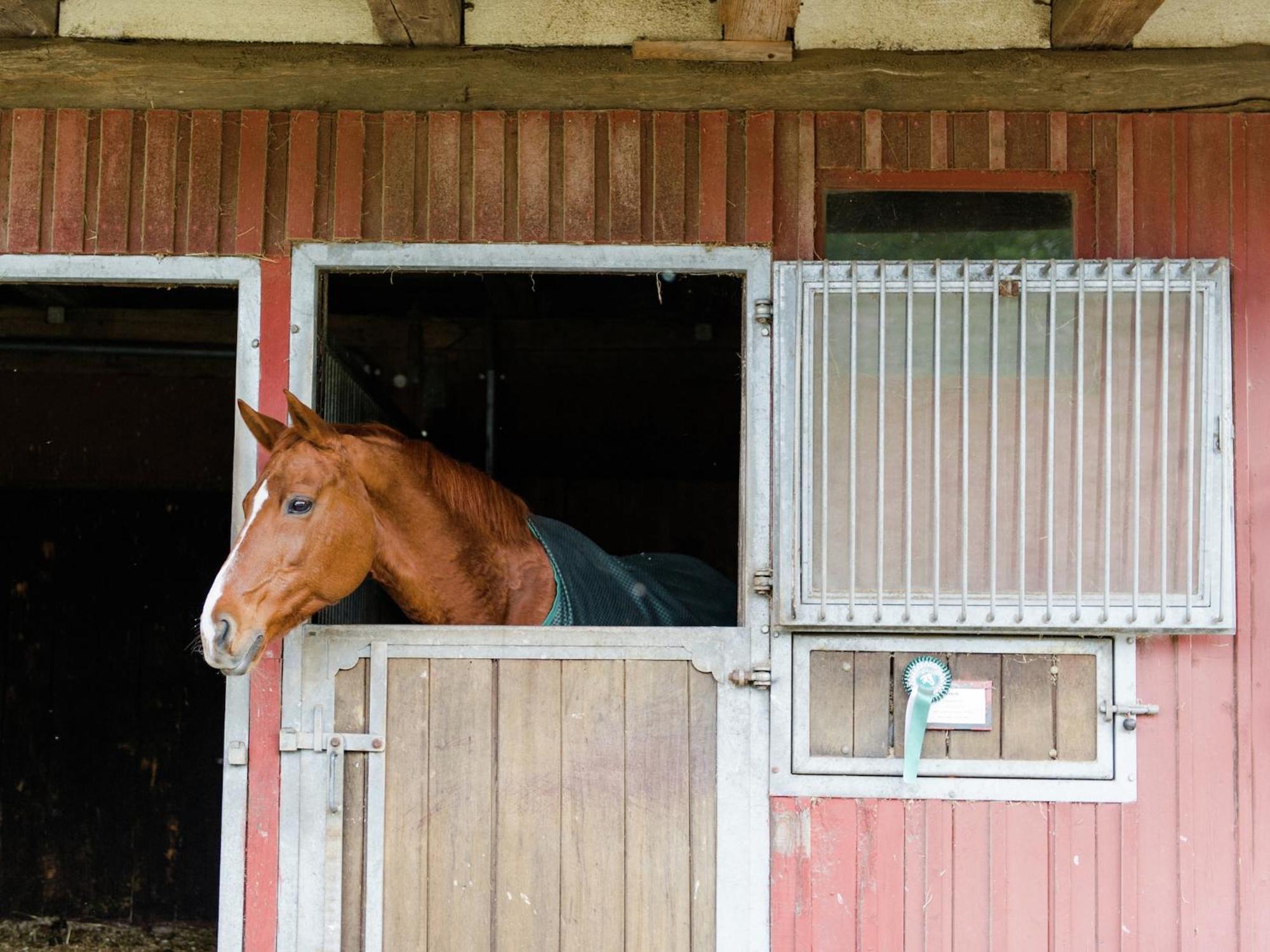 Cozy Holiday Home On A Horse Farm In The L Neburg Heath Eschede Екстериор снимка