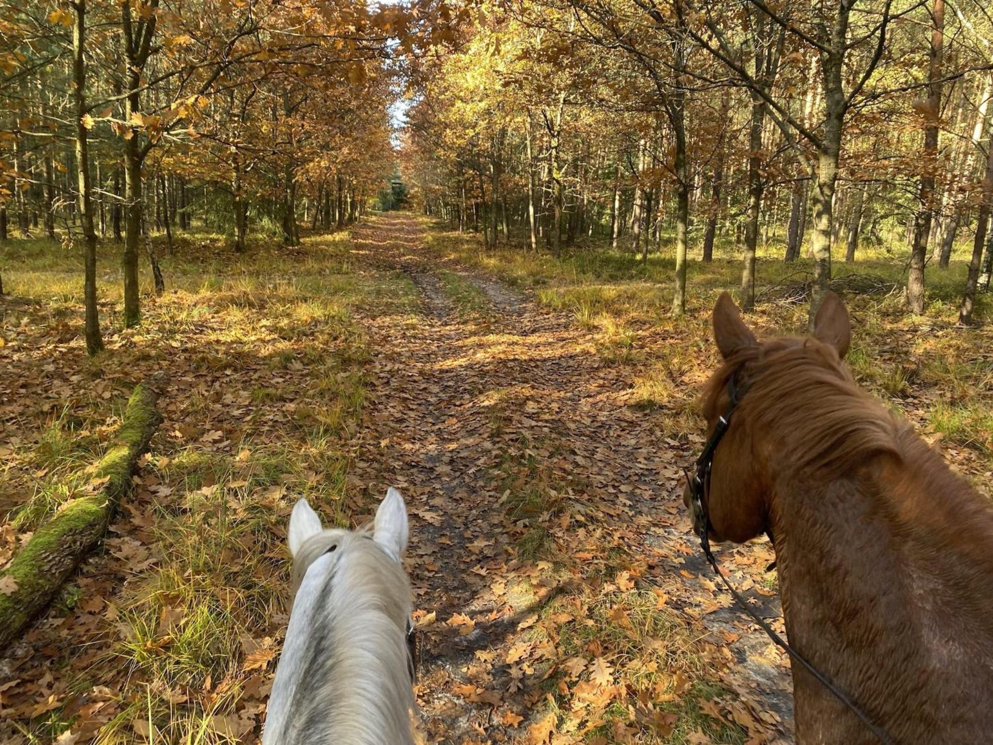 Cozy Holiday Home On A Horse Farm In The L Neburg Heath Eschede Екстериор снимка