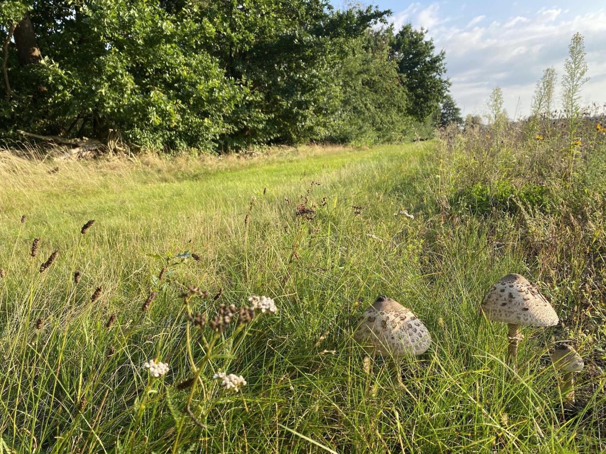 Cozy Holiday Home On A Horse Farm In The L Neburg Heath Eschede Екстериор снимка